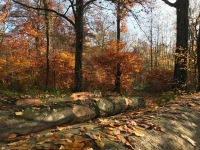Photo d'un paysage d'automne