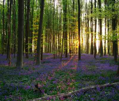 Photo de Bois de Hal 