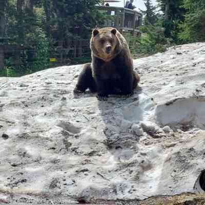 Photo de Grouse Mountain