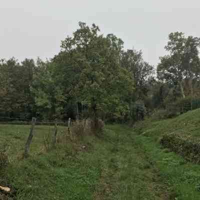 Photo de Forêt du Sanglier