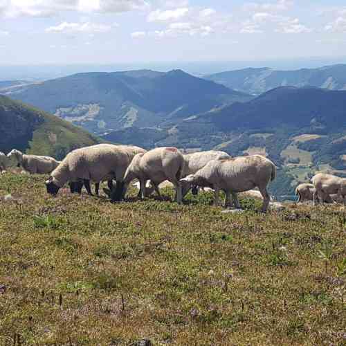 Photo de Plomb du Cantal