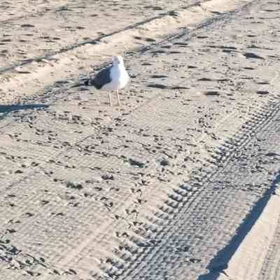 Photo de Plage paradisiaque + phare 