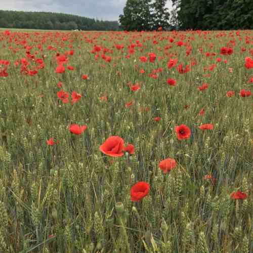 Photo de Champ de coquelicots