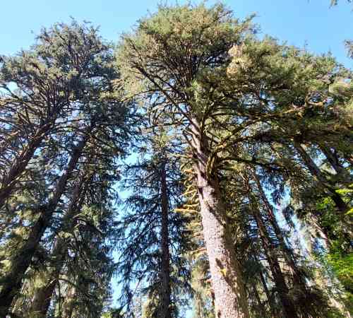 Photo de Hoh Rain Forest 