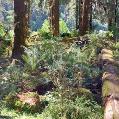 Photo de Hoh Rain Forest 