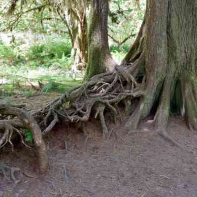 Photo de Hoh Rain Forest 