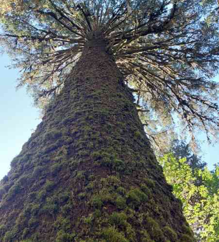 Photo de Hoh Rain Forest 