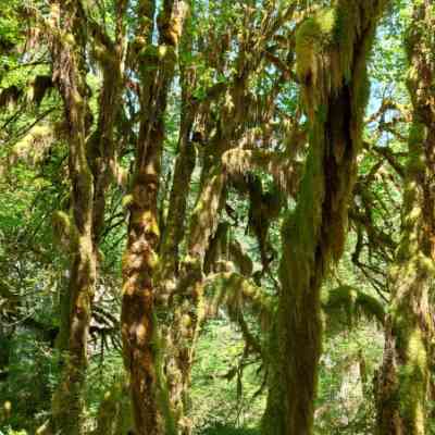 Photo de Hoh Rain Forest 