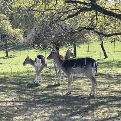 Photo de Enclos de cervidés