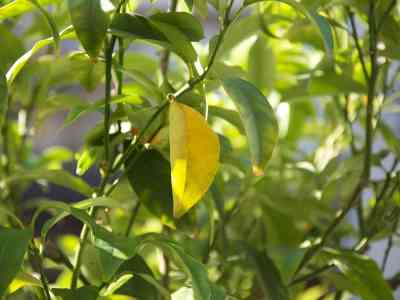 Photo de Jardin des tanneurs 