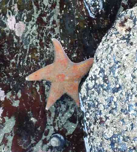 Photo de Plage Tofino 