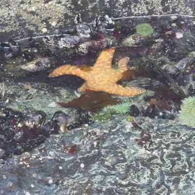 Photo de Plage Tofino 