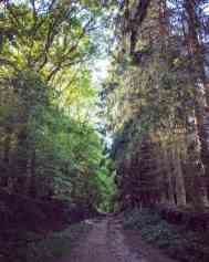 Photo de Chemin de balade saulny