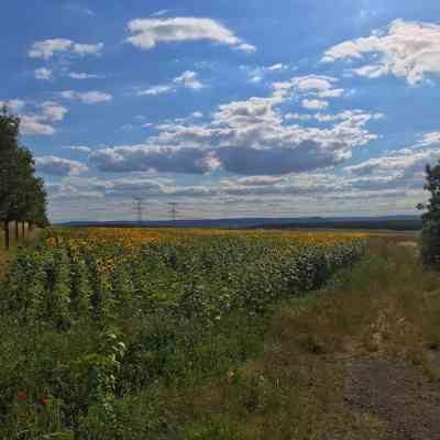 Photo de Champ de tournesols