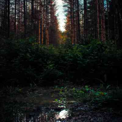 Photo de Miroir d’arbres