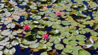 Beaver Lake (lac des castors)