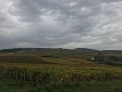 Vignes d’Igé