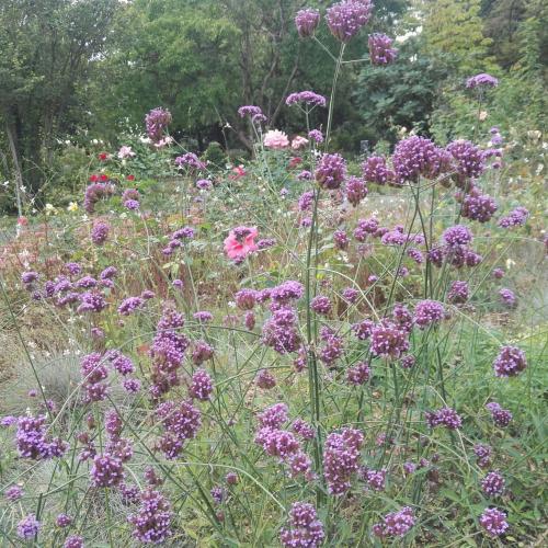 Photo de Jardin botanique de Lyon