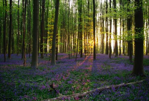 Photo de Bois de Hal 