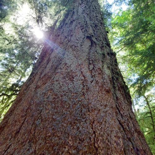 Photo de Le plus vieux pin Douglas du Canada 