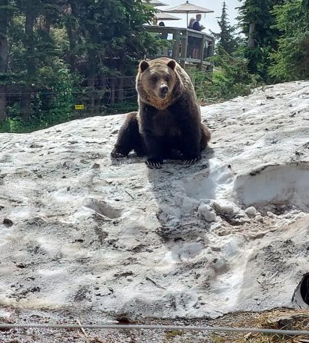 Grouse Mountain