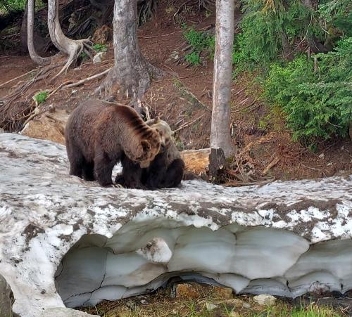 Photo de Grouse Mountain