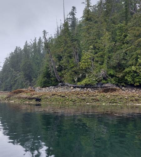 Photo de Baie de Tofino