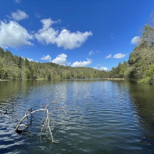 Etang du Lieschbach  - Lieu insolite en Moselle