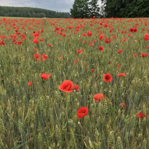 Champ de coquelicots