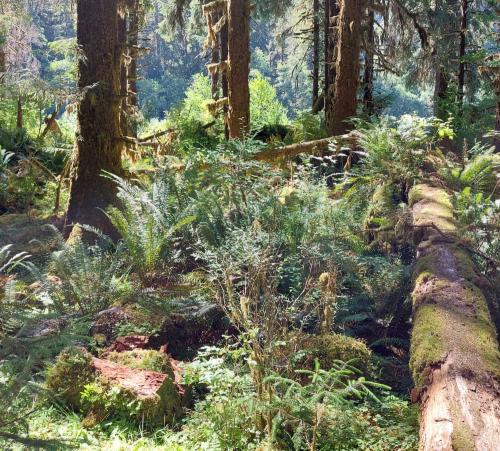 Photo de Hoh Rain Forest 