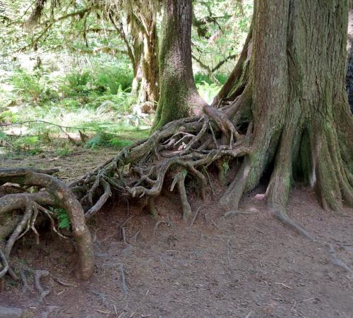 Hoh Rain Forest 