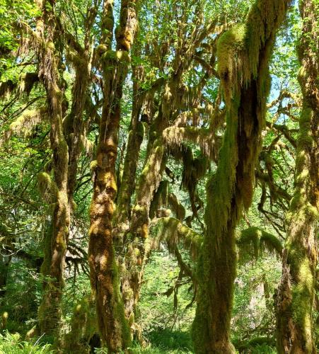 Photo de Hoh Rain Forest 