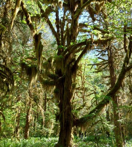 Photo de Hoh Rain Forest 