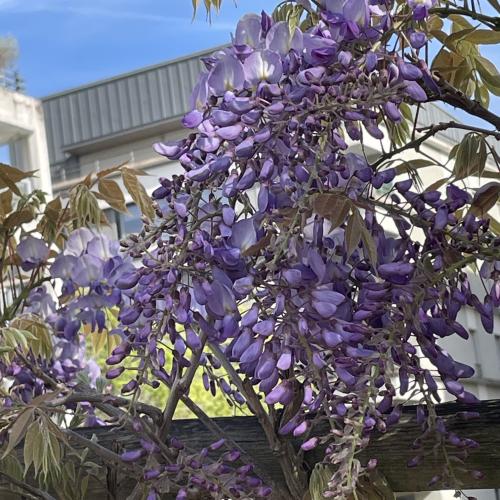 Photo de Jardin d’eau