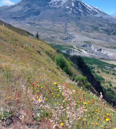 Photo de Mont St Helens 