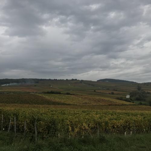 Photo de Vignes d’Igé