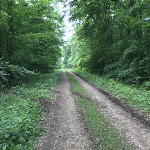 Forêt domaniale des Six Cantons