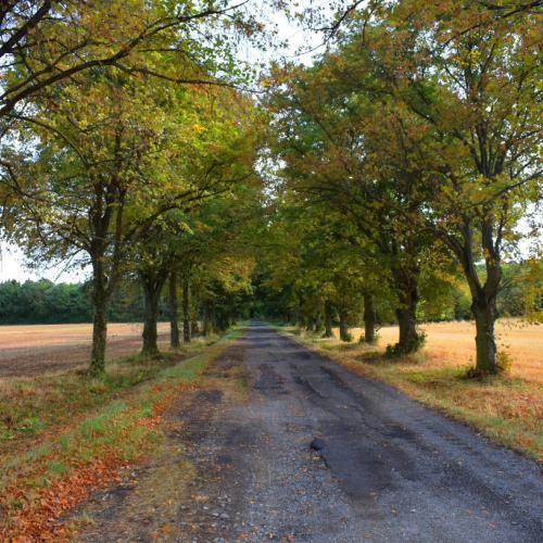 Allée de Forêt