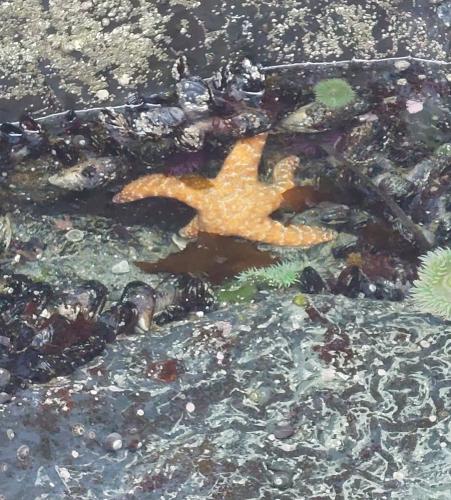 Photo de Plage Tofino 