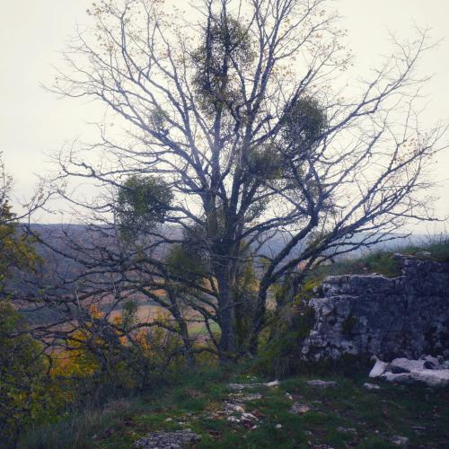 Ruines du chateau de Vergy