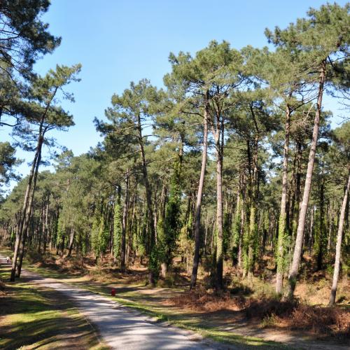 Forêt de Pignada