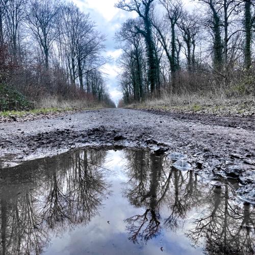 Photo de Les hêtres pourpres