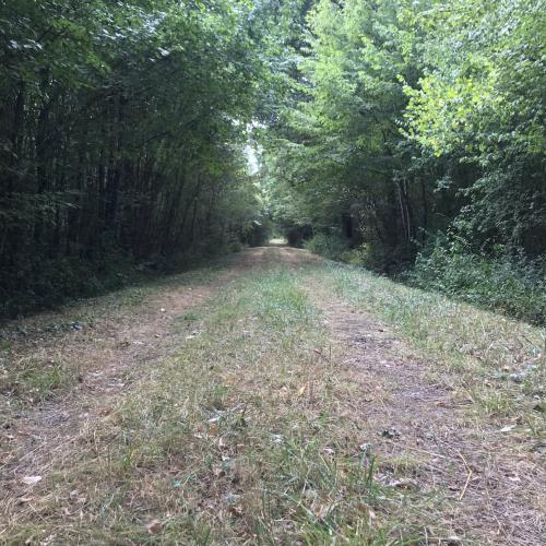 Forêt près de Jarny